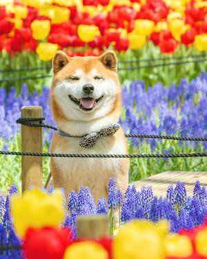 Shibas in the Park photo
